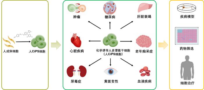 我國自主研發(fā)的新一代人多潛能干細(xì)胞制備技術(shù)問世 北京大學(xué)鄧宏魁團(tuán)隊(duì)引領(lǐng)細(xì)胞技術(shù)研發(fā)與應(yīng)用新突破