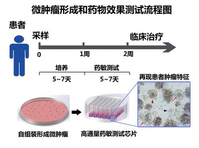 突破性微腫瘤藥敏檢測技術 基石生命與北大席建忠課題組的臨床轉化之路