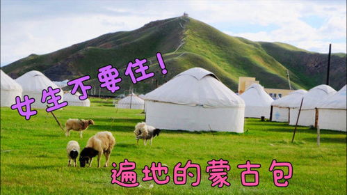 草原初體驗 自駕新疆，第一次住蒙古包，我卻后悔了