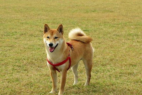 掉毛大戶不止薩摩耶！這些寵物狗掉的毛，真能開“紡織廠”