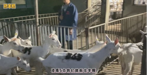 透明工藝，安心之選 谷登大白寵物羊奶，開啟國內寵物食品新標準